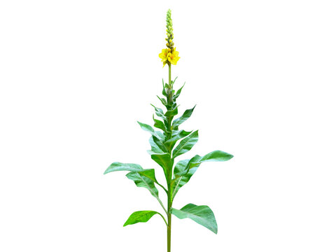 Verbascum thapsus or Great mullein plant with flower and buds isolated on a white background