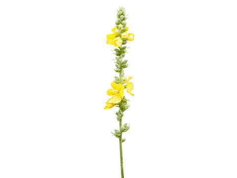 Verbascum thapsus or Great mullein plant with flower and buds isolated on a white background