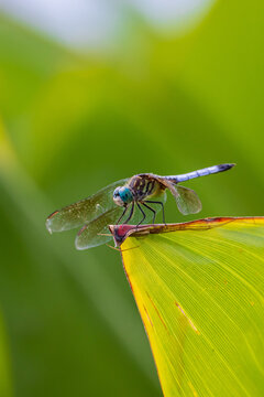 06642-00820  Blue Dasher (Pachydiplax longipennis) male perched on Water Canna (Thalia dealbata) Marion Co. IL
