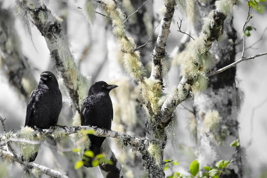 Two Carrion Crows (Corvus corone)