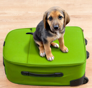 Puppy dog going on vacation above a red green suitcase at home