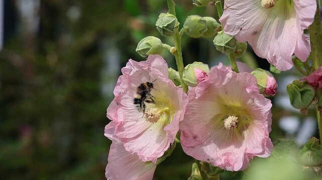Slow motion bumblebee pollinating pink hollyhock flowers