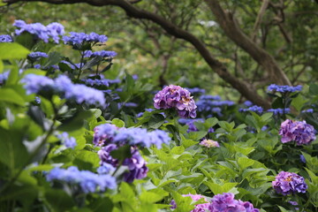Obraz premium Soft Sunlight Illuminating Beautiful Purple and Blue Hydrangea Flowers in Shady Summer Garden.