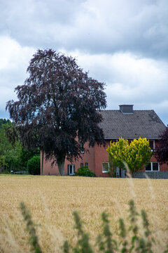 Country house behind a golden wheat field with a large dark purple beech tree under a cloudy sky