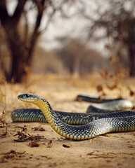 Fototapeta premium A black mamba snake with yellow markings stretches along the dry ground in its natural habitat