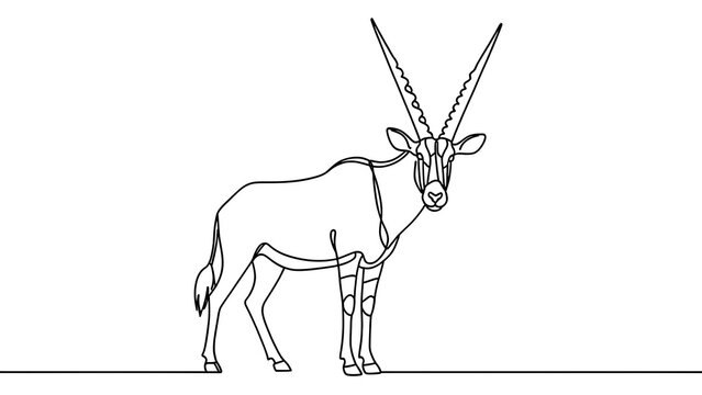Oryx antelope line drawing white background.