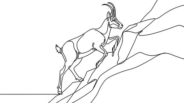 white background mountain goat climbing rocky terrain.