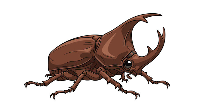 Detailed illustration of a brown rhinoceros beetle with its characteristic large horn shown from a side profile view on white.