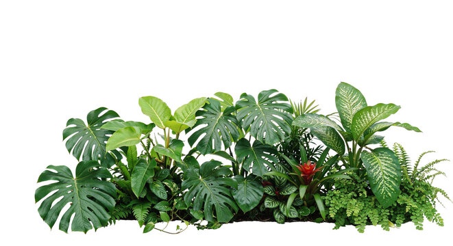Tropical garden on a transparent background	