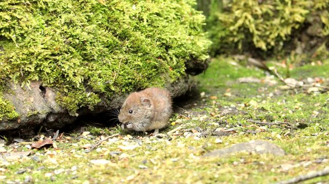 European Bank Vole (Myodes glareolus)