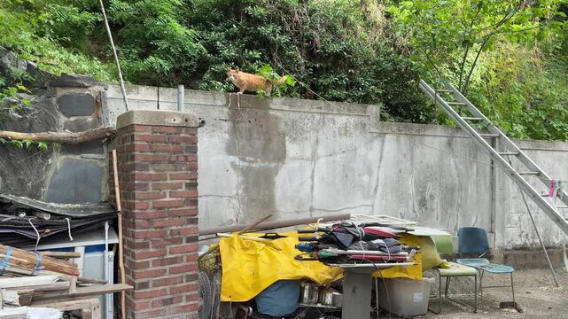 Ginger Stray Cat Standing on Concrete Wall of Cluttered Residential Backyard Alley with Green Trees Background
