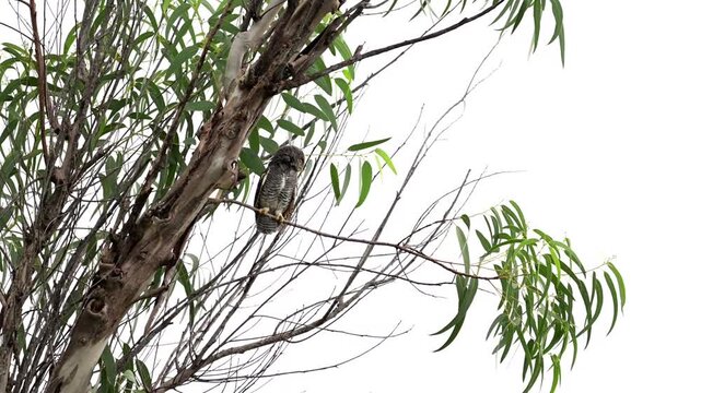 A tiny Jungle Owlet perched comfortably on a slender tree branch with watching all sides. Set against a softly blurred, vibrant green foliage.