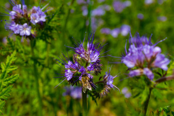 Fototapeta premium Honey bee on phacelia flowers in a summer meadow