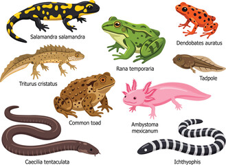 Fototapeta premium Amphibians Collection Vector Illustration with Species Names