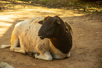 Blackhead Dorper sheep resting on a dirt ground farm enclosure. © Veaceslav
