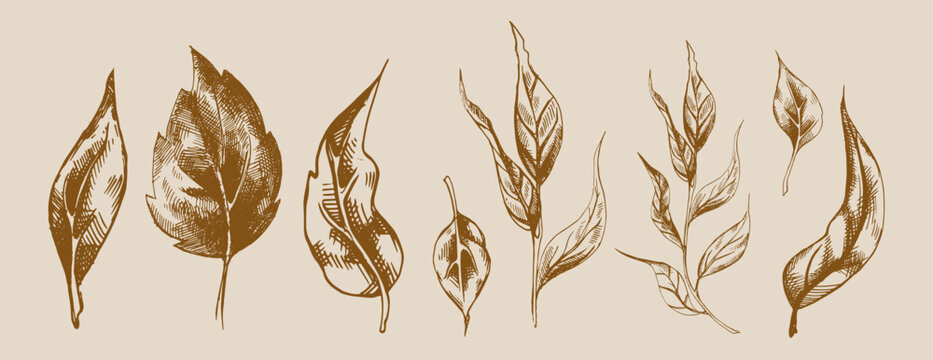 Hand drawn leaves vector set. Graphic style botanical element collection.  Black tea. Ink sketch. Rough shading. Black and white floral illustration. Plant print.  Vintage plant art. Old image