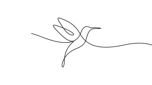 Hummingbird continuous line drawing animation for elegant nature and branding design. Animated hummingbird continuous line drawing, minimalist vector icon for modern nature branding.