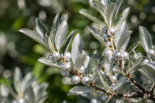 Close-up of silverberry branches with silvery leaves and pearl-like berries.