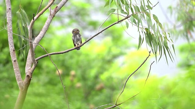 A tiny Jungle Owlet perched comfortably on a slender tree branch with watching all sides. Set against a softly blurred, vibrant green foliage.