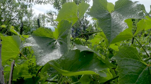 Fresh Grapevine Leaf Covered With Rain Drops After Summer Rain