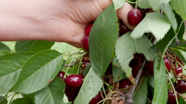Close Up of Woman Picking Fresh Cherries Directly From Cherry Tree