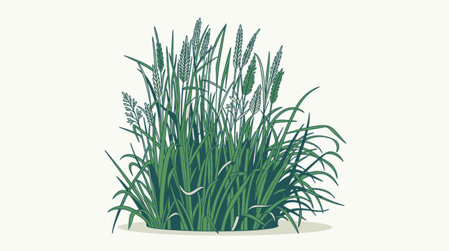 Une illustration vectorielle plate repr&eacute;sentant une touffe d'herbe verte luxuriante avec des &eacute;pis de gramin&eacute;es, isol&eacute;e sur un fond blanc neutre, id&eacute;ale pour le design graphique.