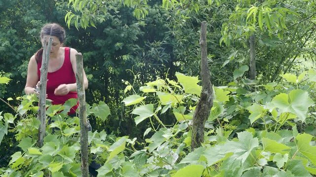 Woman Pruning Grapevine and Harvesting Fresh Vine Leaves by Hand