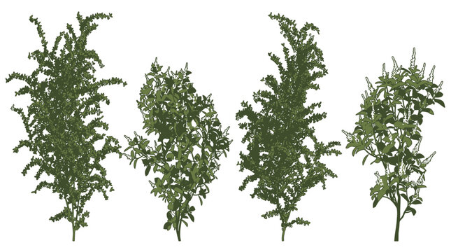 Conjunto de quatro plantas verdes isoladas em fundo branco, apresentando diferentes texturas de folhagem e formas naturais para design paisag&iacute;stico e composi&ccedil;&atilde;o bot&acirc;nica.