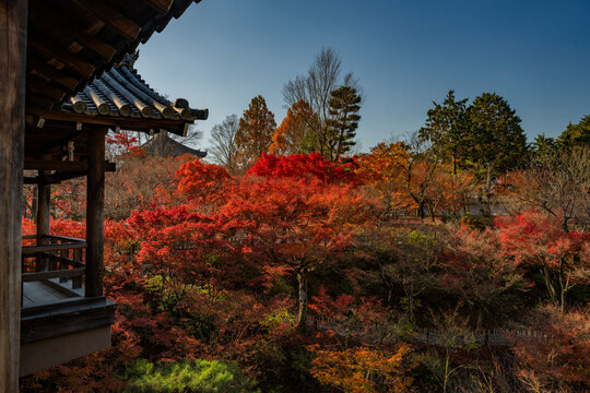 紅葉に包まれた京都東福寺通天橋からの風景