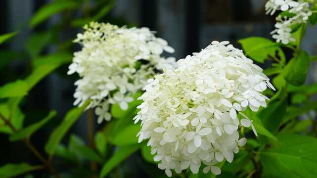 Panicle Hydrangea,Annabelle Hydrangea,Limelight Hydrangea