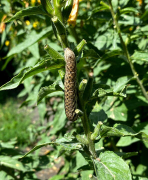 This is a caterpillar of a butterfly from the family Sphingidae, most likely the spotted hawk moth (Smerinthus ocellatus).