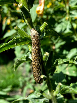 This is a hawk moth caterpillar, probably of the species Proserpinus proserpina or Deilephila elpenor.