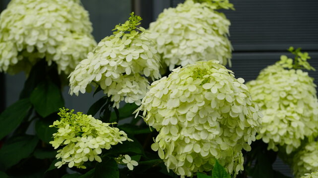 Panicle Hydrangea,Annabelle Hydrangea,Limelight Hydrangea