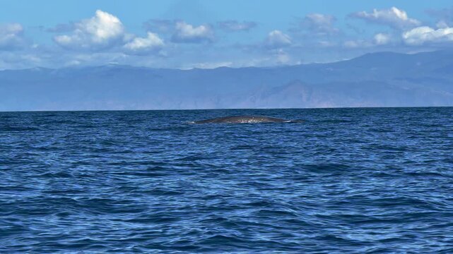 Slow motion of a blue whale, Balaenoptera musculus, moving gently at the ocean surface, filmed from a whale watching boat.