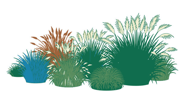 Illustrazione vettoriale di un gruppo di piante ornamentali ed erbe selvatiche con pennacchi piumosi, ideale per decorazioni paesaggistiche e design grafico su sfondo bianco isolato.