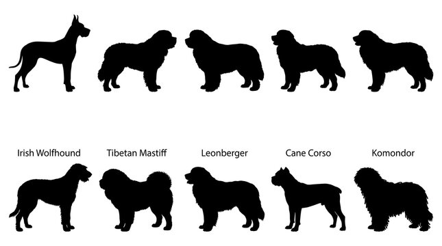 Dog breed silhouettes, 10 breeds, black icons, pet graphics, canine illustrations