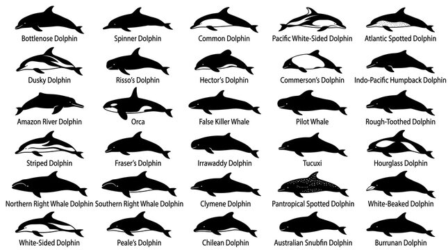 Dolphin species identification chart with 30 black silhouettes, marine mammal educational poster, aquatic wildlife collection on white background