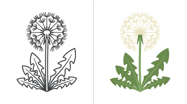 Side by side comparison of a black and white dandelion line art and a colored dandelion illustration.