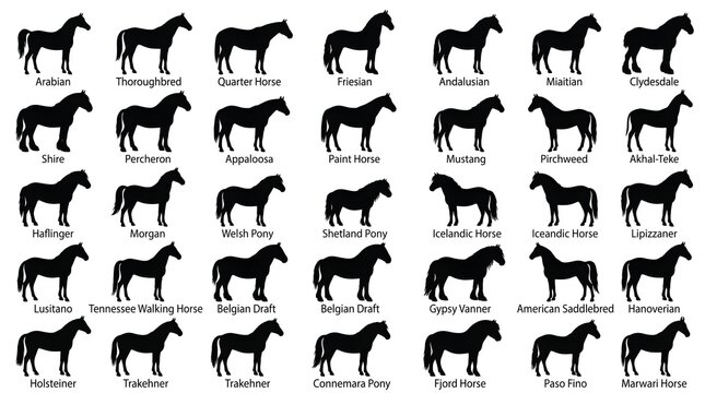 Horse breed silhouettes collection, 35 black equine profile icons with labels, equestrian species identification chart for educational posters