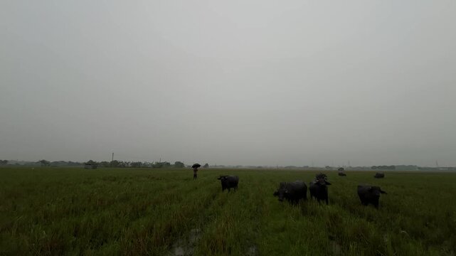 Herd of buffaloes on the village farmland