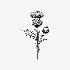 Obraz premium Illustration of a detailed black and white thistle flower sketch.