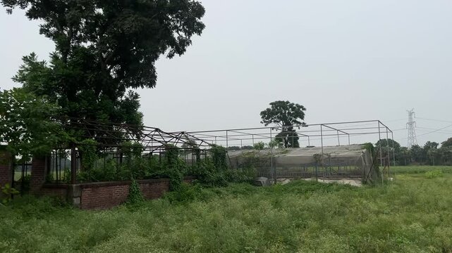 Herd of buffaloes on the village farmland