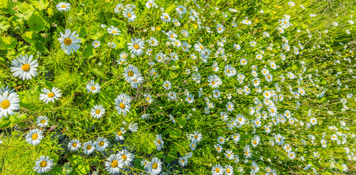 Bl&uuml;hende Margeritenwiese im Sommer
