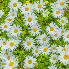 Fototapeta premium Blühende Margeritenwiese im Sommer