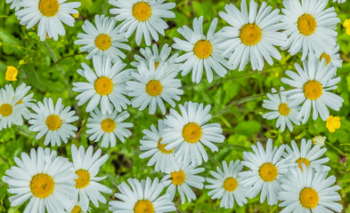Fototapeta premium Blühende Margeritenwiese im Sommer