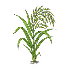 Obraz premium Mature rice plant with golden grains and green leaves