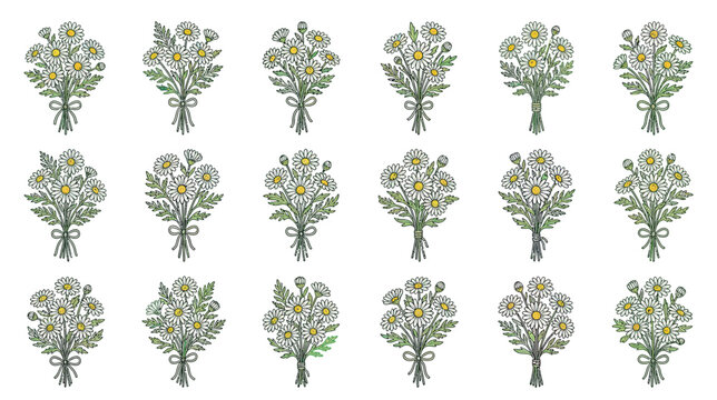 Hand-drawn Daisy Bouquets Collection - Botanical Illustration