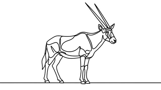Oryx antelope line drawing white background.
