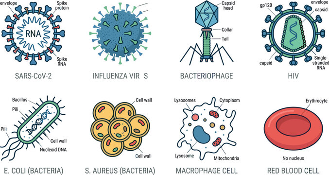 Medical Microbiology Vector Infographic Set Showing Structures of Viruses and Bacteria Including Sars CoV 2 Influenza HIV Bacteriophage E Coli Macrophage and Red Blood Cells