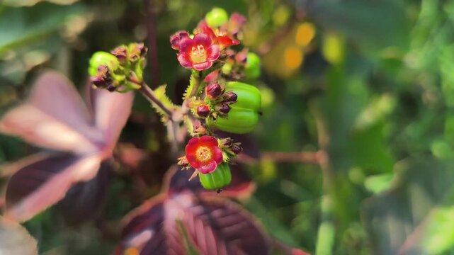 Clusters of vibrant Jatropha gossypifolia flowers blooming among distinctive deep purple-green foliage, showcasing the exotic beauty of this ornamental tropical plant in a natural garden setting.